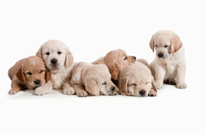 When should you wean puppies?