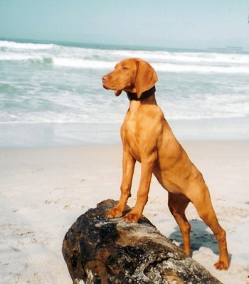 A Vizsla Puppy May Be the Perfect Match for You | Doggy Bakery