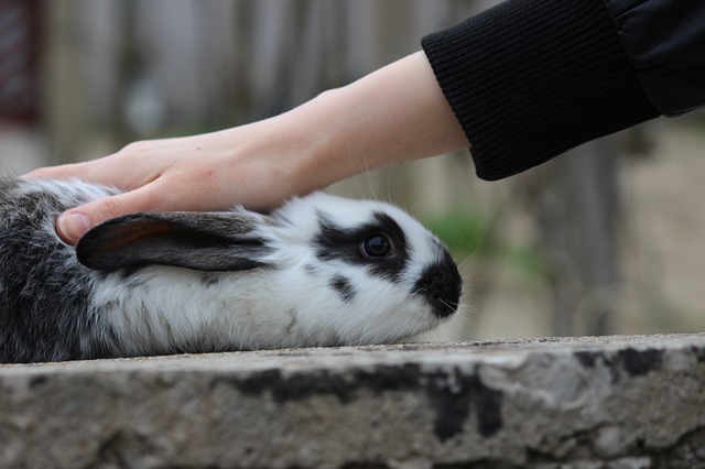 How to care for a pet rabbit   my house rabbit