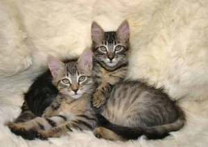 adopting a cat