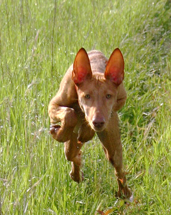 Dogculture.net – Review