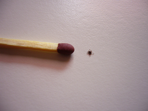 How to Keep Your Dog Tick-Free