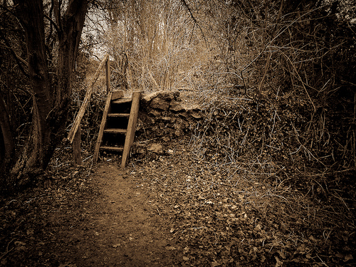 How to Protect Your Home From Tick Infestation