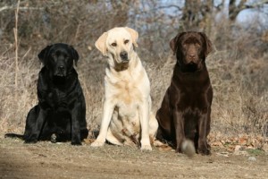 Labrador Retriever Colors
