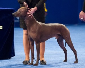 Xoloitzcuintli