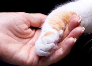 cat care after neutering