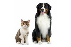 Must Know Pet Care Information