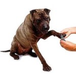 dog nail cutting