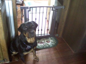 indoor dog gate