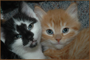 two kittens