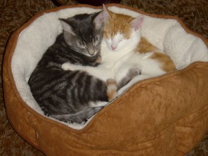 two kittens better than one kitten