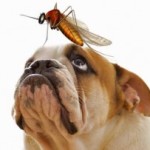 heartworm prevention in dog