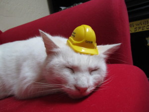 cats on work