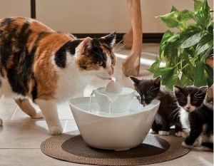 water for pets