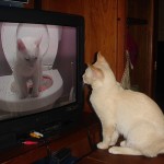 training to use litter box