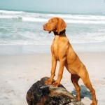 vizsla dog