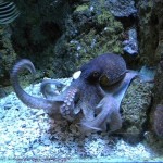 octopus as a pet