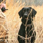 Training Collars Buying Tips