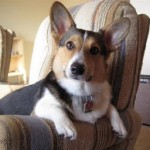 prednisone for dogs with cancer