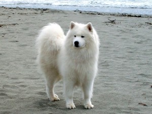 Samoyed what you need to know