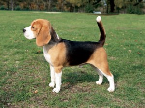 beagles