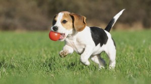 beagles - puppy with a ball