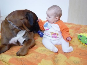 boxer and baby