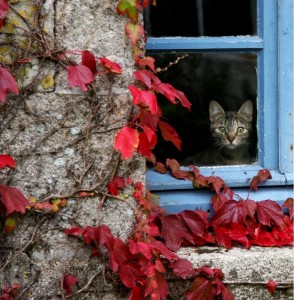 window and cat