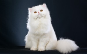 persian cats