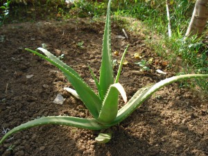 Aloe