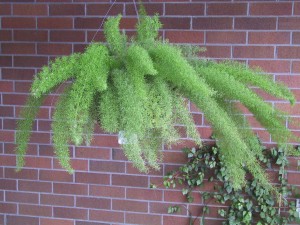 Asparagus Fern