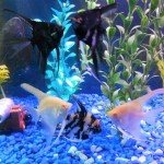 Fish-tank
