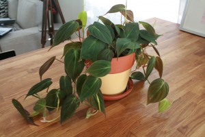 Heartleaf Philodendron