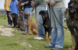 dog training 2