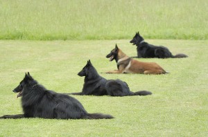 dog training 3