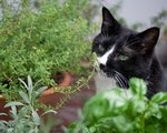 plants_toxic to pets