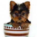 teacup yorkie