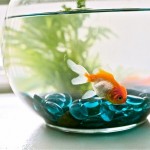 filtration of small_aquarium