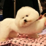 bichon frise 1