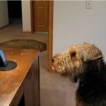 dog separation anxiety 7