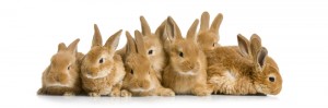 rabbits