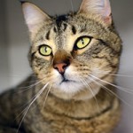 tips to pet cat