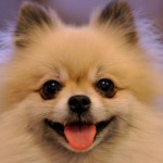 bringing up a puppy
