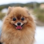 pomeranian