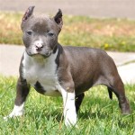 Pitbull puppy