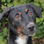 animal rescue directory dog