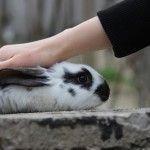 rabbit care