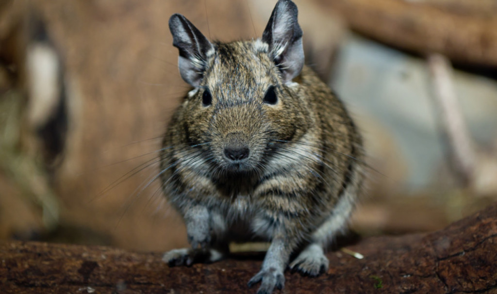 Degu