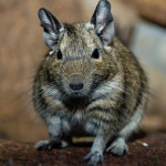Degu care tips