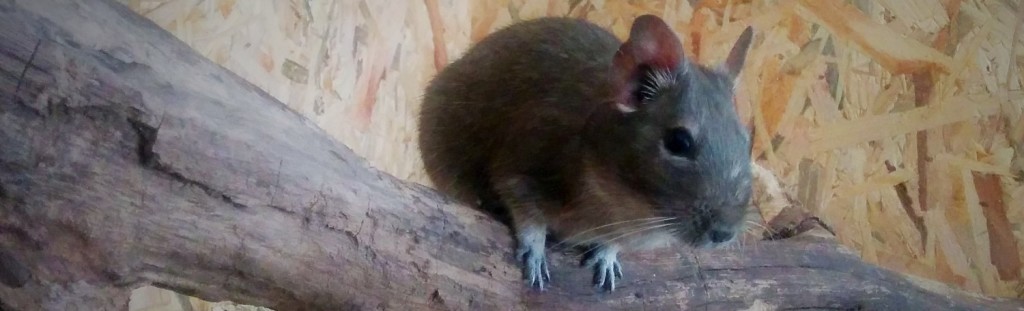 degu playing on obstacles